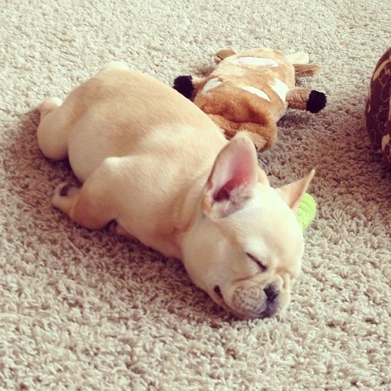 french-bulldog-tired