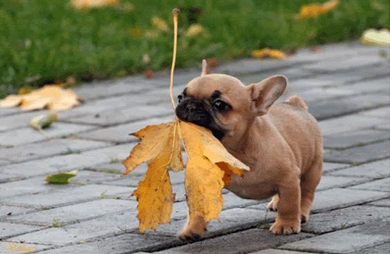 french-bulldog-with-leaf