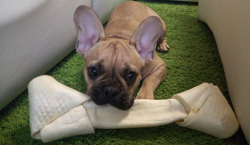 12 French Bulldog Property Laws 4
