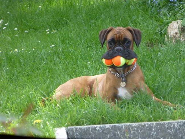funny boxer dog balls wanna play