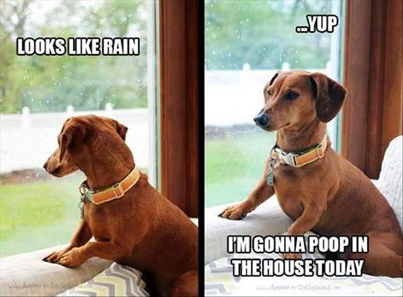 funny dachshund meme photo