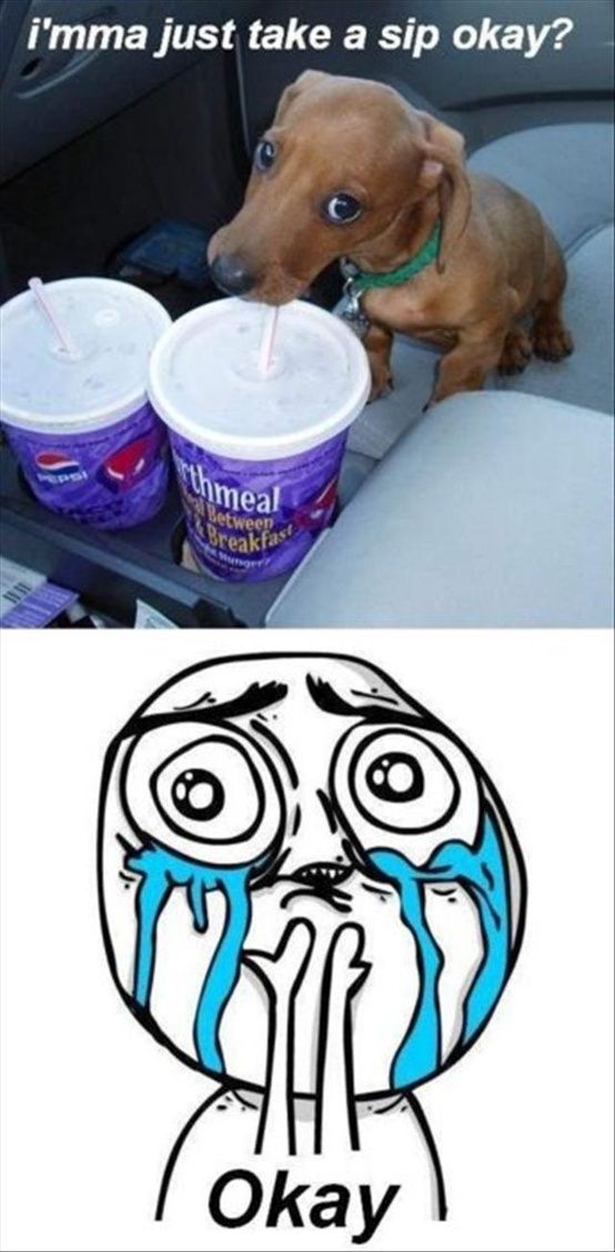 funny dachshund meme sip puppy