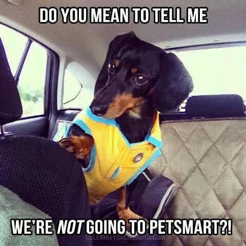 funny dachshund petsmart meme