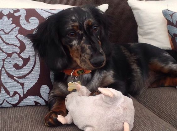 funny dachshund with toy