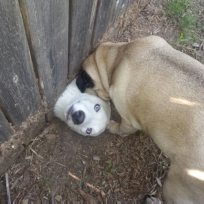 funny dogs fence photo