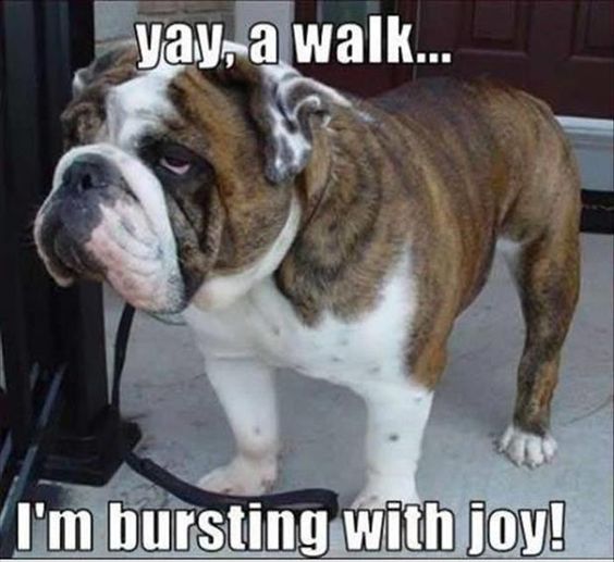 funny english bulldog face meme