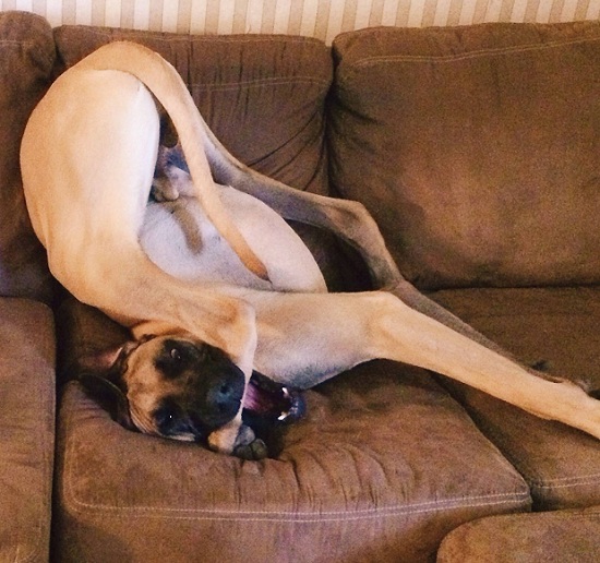 funny-great-dane-legs