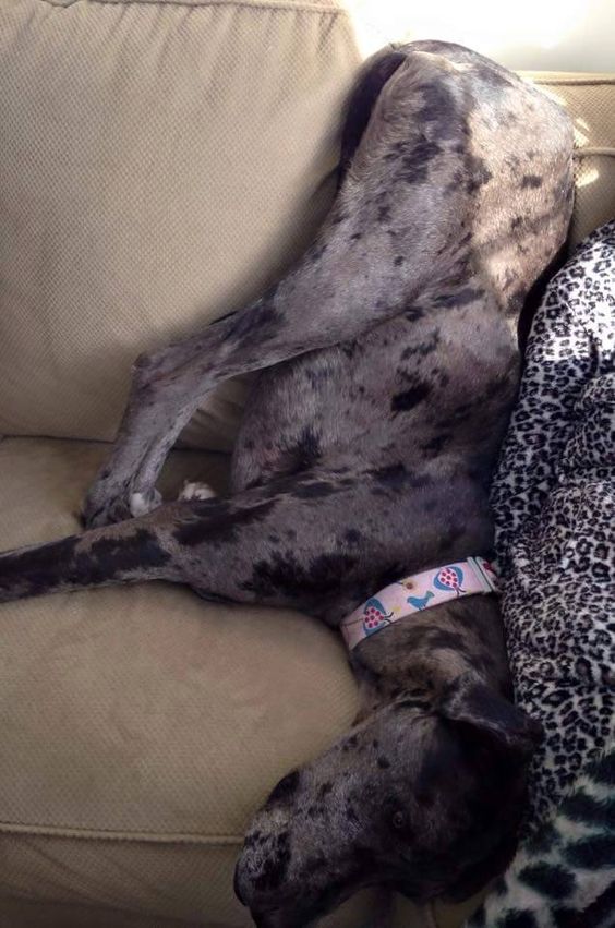 funny great dane sleeping position