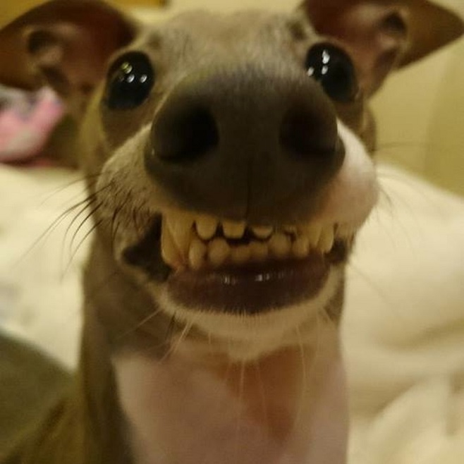 funny wippet face dog