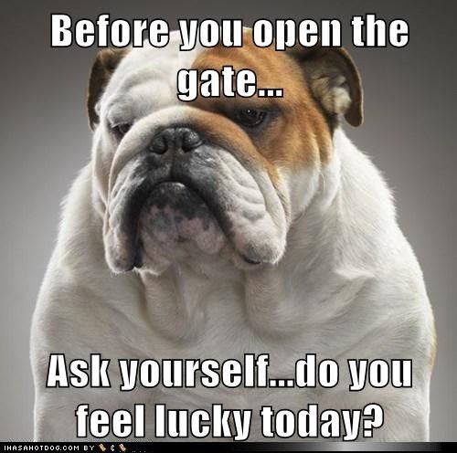 gate meme english bulldog