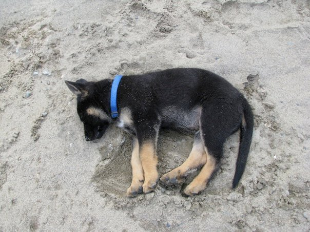german shepherd puppy sand sleep