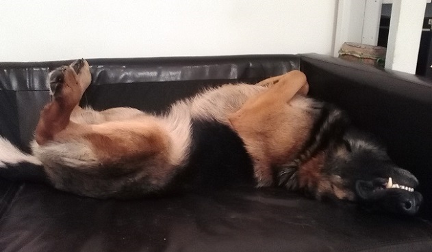 16 Hilarious Photos That Prove German Shepherds Can Sleep Absolutely Anywhere 5