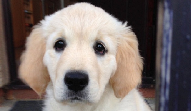 16 Best Dog Expressions 5
