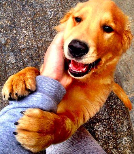 golden retriever hugs