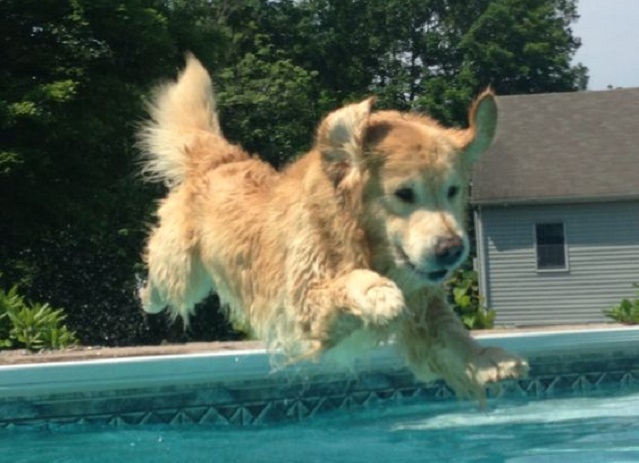 14 Things That Make Golden Retrievers Happy 2