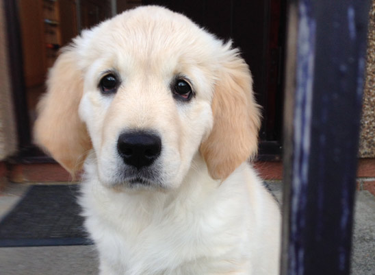 golden retriever puppy face