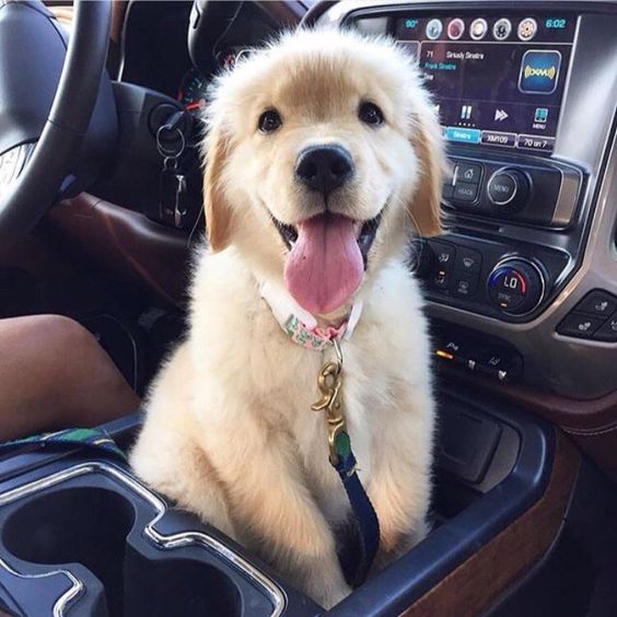 golden retriever puppy happy