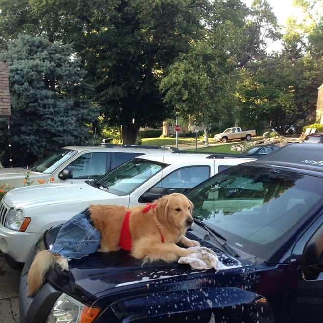 golden retriever wash car