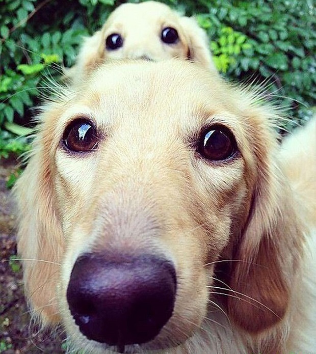 golden retrievr father son