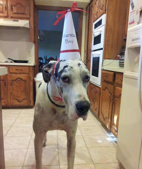 great dane birthday hat