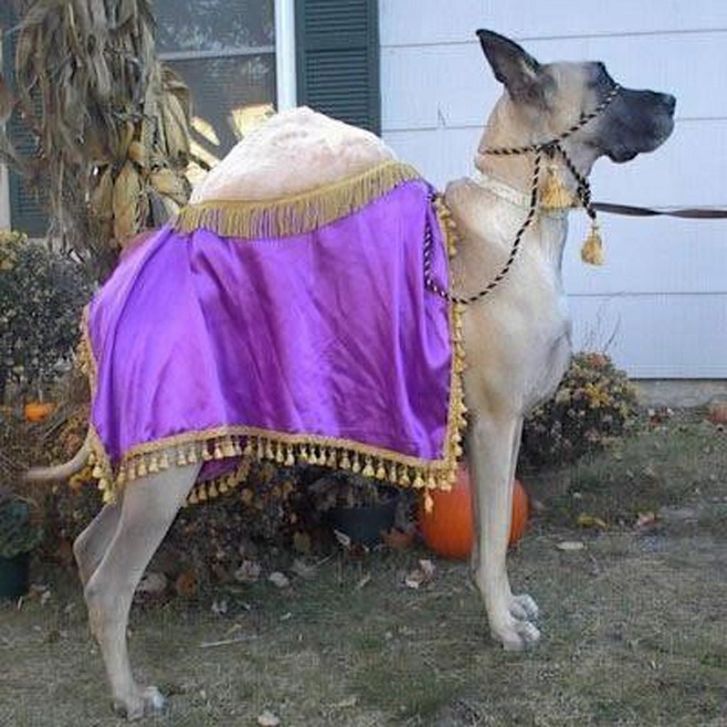 great dane dressed as camel