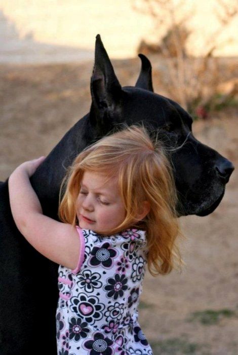 great dane hugging