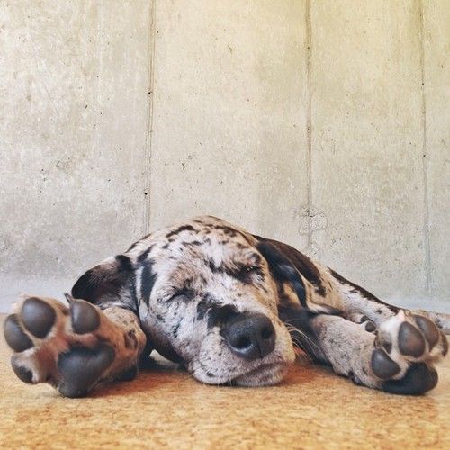 great dane puppy dreaming
