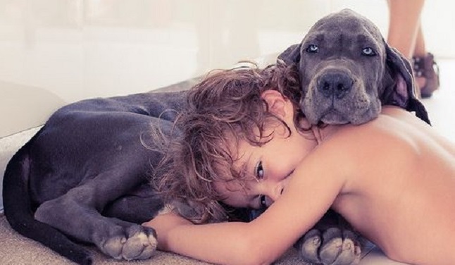 great dane hug