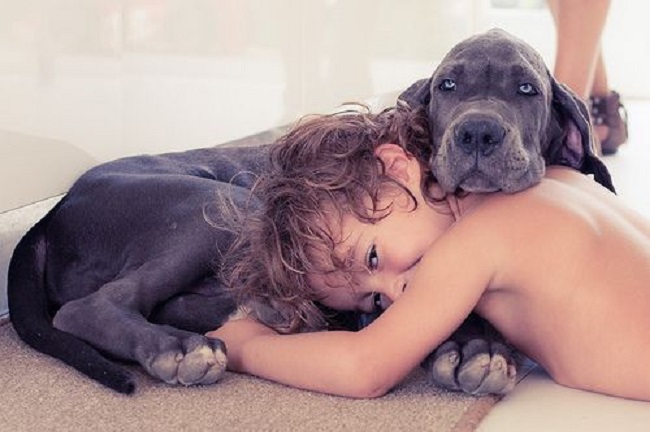 great dane puppy hug kid