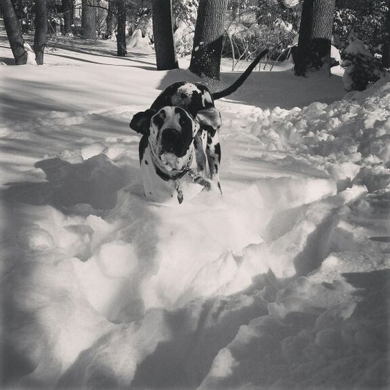 great dane snow photo