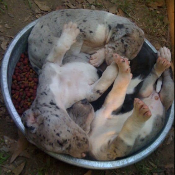 great danes puppies sleep plate