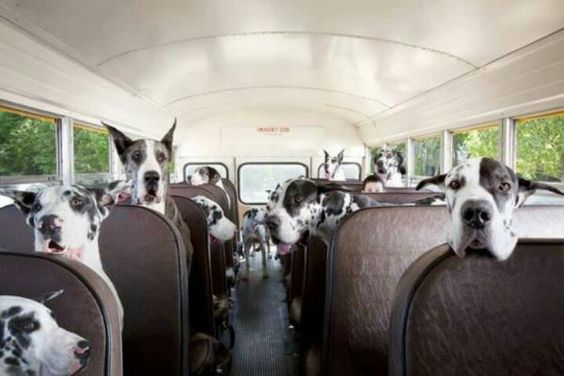 great danes trips bus