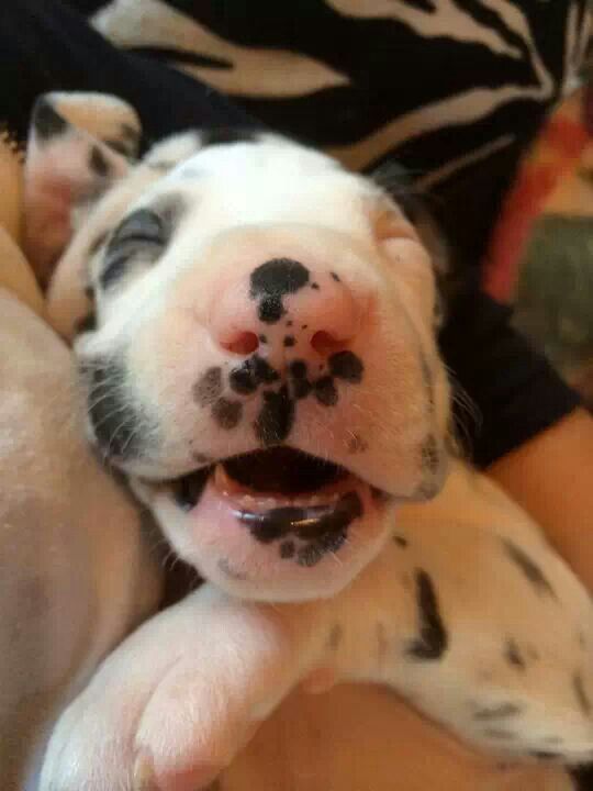 greate dane puppy sweet dreams