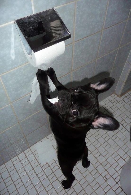 guilty-french-bulldog