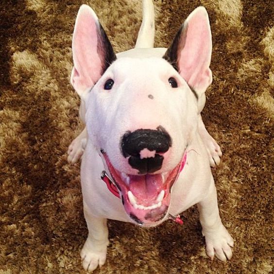 happy dog pics english bull terrier
