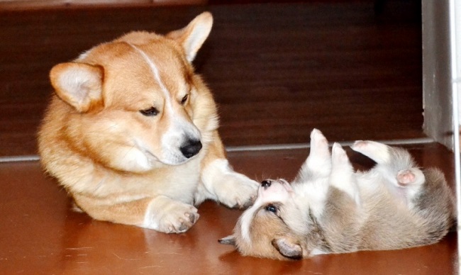 12 Pembroke Welsh Corgi Property Laws 5