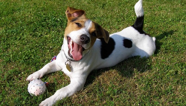 12 Jack Russell Property Laws 3