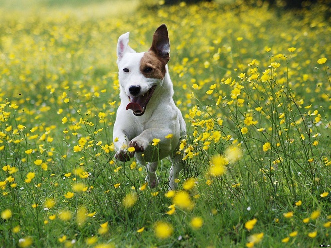 happy jack russell dog run green meadow