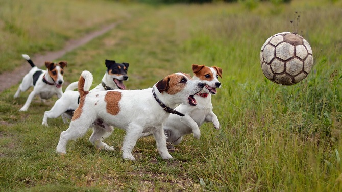 14 Things That Make Jack Russells Happy 5