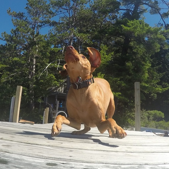 happy playful dog photo