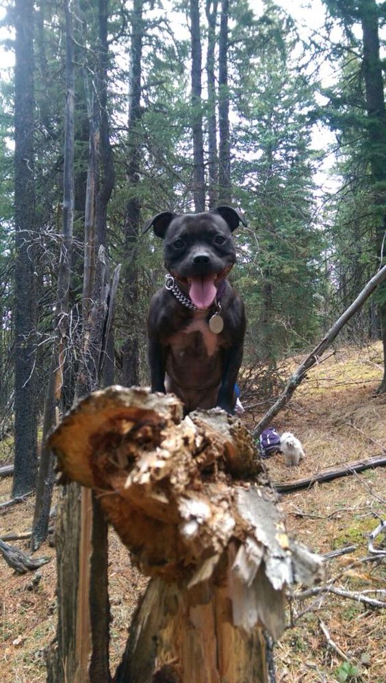 hiking photo dog trees staffie