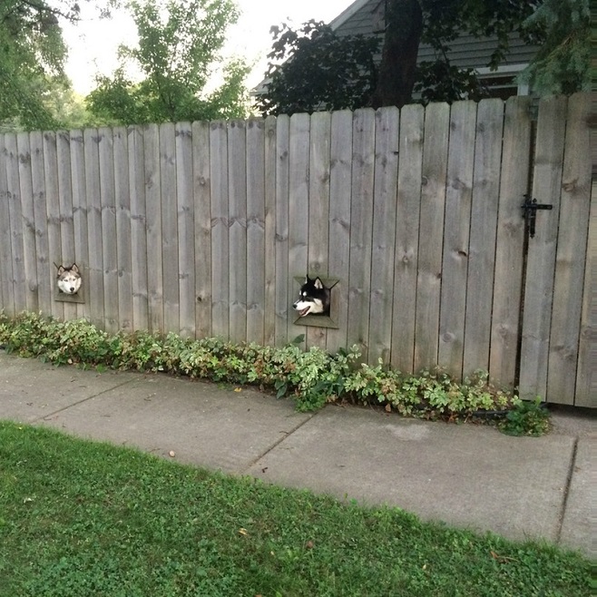 huskies fence dogs