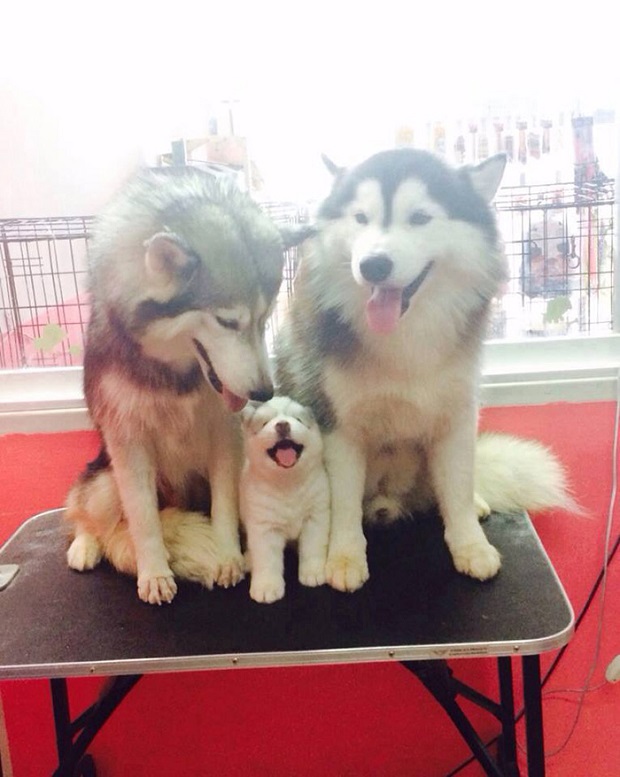husky family