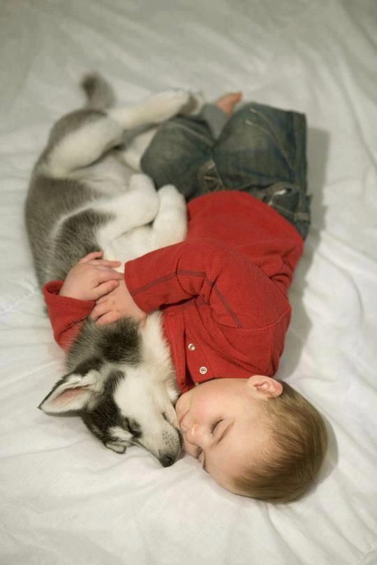 12 Things That Make Huskies Happy 9 husky hugs