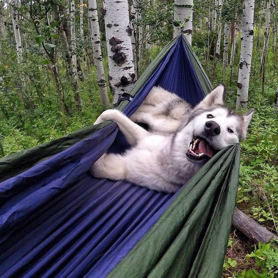 12 Things That Make Huskies Happy 11 husky in hammock