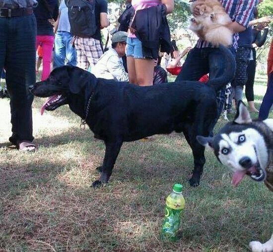 12 Things That Make Huskies Happy 8 husky photobombing