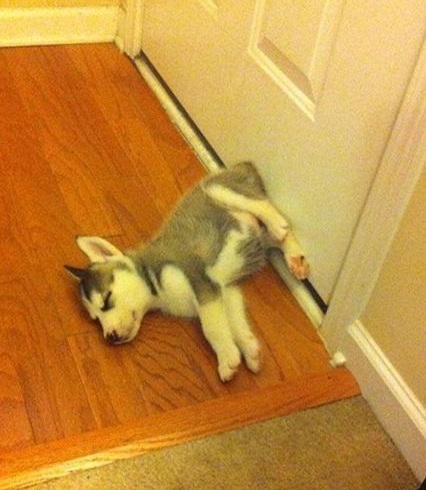 husky-puppy-sleeping-floor