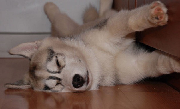 10 Hilarious Photos That Prove Huskies Can Sleep Absolutely Anywhere 8