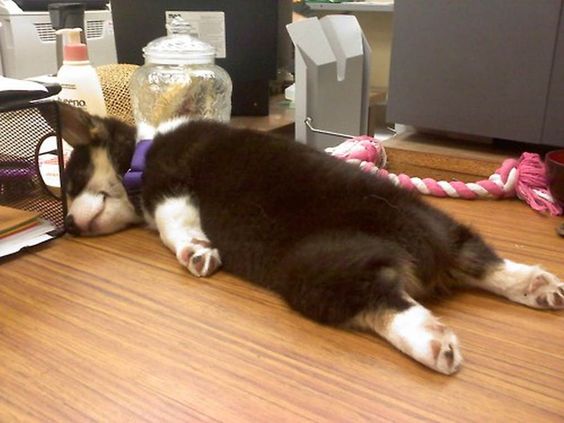 husky-sleeping-funny