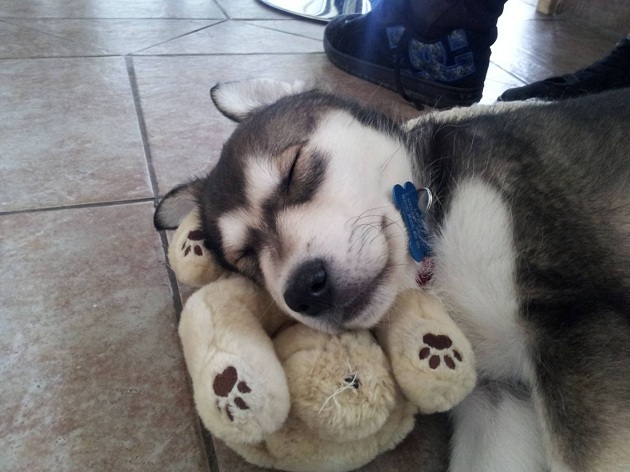 husky-sleeping-toy